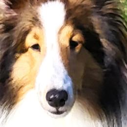 Amelia - Shetland Sheepdog