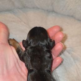 Black and tan 1 - Black and tan male Dachshund puppy in West Plains, Missouri from Spring Creek Dachshunds