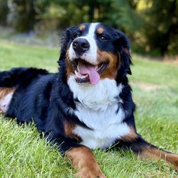 Bernedoodles and Bernese Mountain Dogs from Butter Cup Pups and Paws