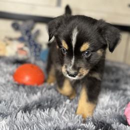 Black Tri male 2 - Black tri male Miniature Australian Shepherd puppy in Hamilton, Montana from Lost Trail Aussies