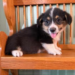 Mercury - Black and tan male Pembroke Welsh Corgi puppy in Derby, Iowa from NHC Kennels