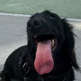 Panther - Dachshund