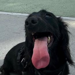 Panther - Dachshund