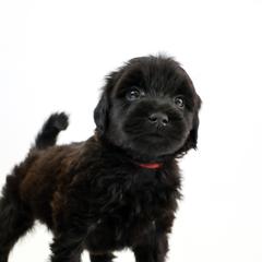 Assorted Doodle Crosses, Bernedoodle, Double Doodle, Goldendoodle, Labradoodle, and Whoodle Puppies from Our Little Farm Life Doodles