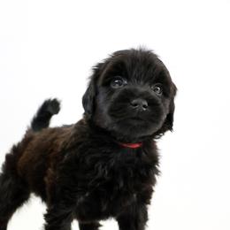 Assorted Doodle Crosses, Bernedoodle, Double Doodle, Goldendoodle, Labradoodle, and Whoodle Puppies from Our Little Farm Life Doodles