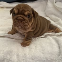 Bulldog puppies from OC Meltdown Bulldogs