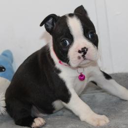 Zella Girl 2 - Black brindle and white female Boston Terrier puppy in Brooksville, Florida from I Love Pups
