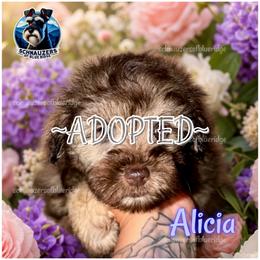 Alicia - Liver female Miniature Schnauzer puppy in Spruce Pine, North Carolina from Schnauzers of Blue Ridge