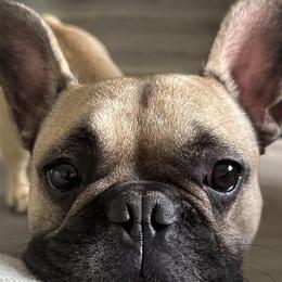 French Bulldogs from Front Porch Frenchies
