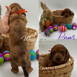 Pam - Dapple female Dachshund puppy in Sulphur Springs, Texas from Waggin Beach Paradise Doxies