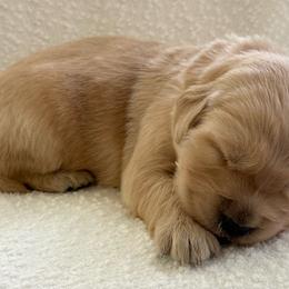 Vail- red collar - Golden male Golden Retriever puppy in Colorado Springs, Colorado from Mercy Mountain Bernedoodles