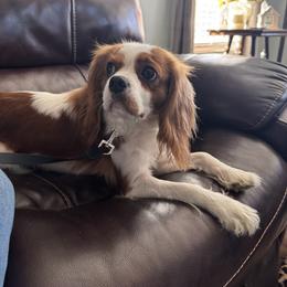 Cavalier King Charles Spaniel puppies from Freeman's Royal Cavaliers