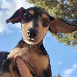 Dachshund Puppies from Divine Doxies