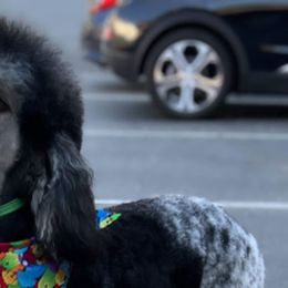 unicorn - Poodle