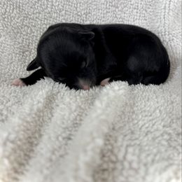 Tecova - Black tri-color female Aussiedoodle puppy in Clara City, Minnesota from Good Shepherd Aussiedoodles