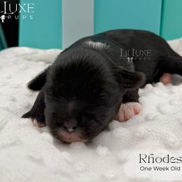 Rhodes - Black and white male Shorkie puppy in Scottsdale, Arizona from Lil Luxe Pups