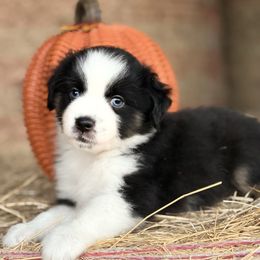 Faith - Black tri female Miniature Australian Shepherd puppy in Cleveland, Texas from Akasta Aussies