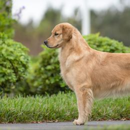 Australian Shepherds and Golden Retrievers from Dogs of Diamond B