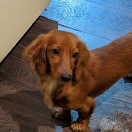 Ginger - Dachshund