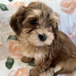 Girl 1 - Red Havanese puppy in Greeley, Colorado from Just be Havanese