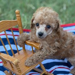 Glory - Red  female Poodle puppy in Ardmore, Oklahoma from The Poodles of Green Acres