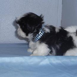 Shih Tzu Puppies from Meadowlyn's Dream Shih Tzu