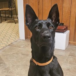 Dutch Shepherds from Heartland Kennels