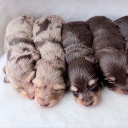 Not available - Dapple female Dachshund puppy in Richmond, Virginia from Irresistible Dachshunds & Cavaliers