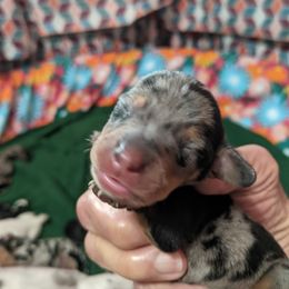 Girl 4 - Dapple Dachshund puppy in Sarasota County, Florida from Donna's Mini Joys