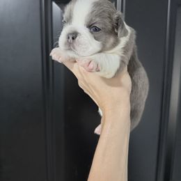 Daisy - Blue female French Bulldog puppy in Huron, Ohio from Noya French bulldogs