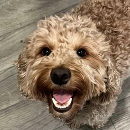 Goldendoodles from Bailey’s Doodles of Franklin, Indiana