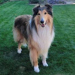 Titus - Scottish Collie 