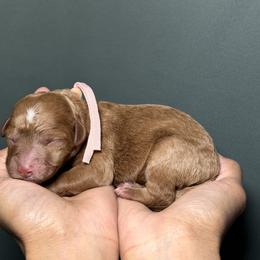 Salmon Collar - Red  female Goldendoodle puppy in Palmetto Bay, Florida from SOMIDOODLES