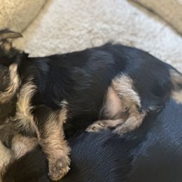 Australian Shepherd, Boerboel, Shorkie, and Yorkshire Terrier Puppies from SATA Kennels