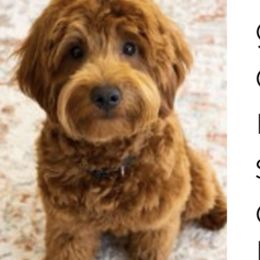 Bernedoodles, Cavapoos, Double Doodles, and Goldendoodles from Mountain Bridge Doodles