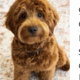 Bernedoodles, Cavapoos, Double Doodles, and Goldendoodles from Mountain Bridge Doodles