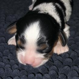 Princess Leia - Tri-color female Cavalier King Charles Spaniel puppy in Franklin, North Carolina from Cavaliers of the County Macon