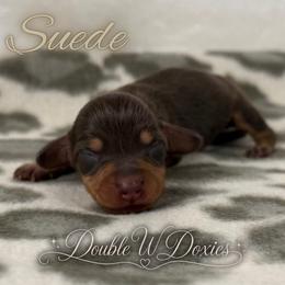SUEDE Half Russian Wire PET ONLY - Chocolate and tan female Dachshund puppy in Alto, Texas from Double W Doxies