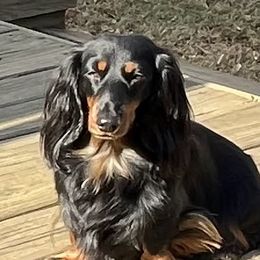 Dachshunds from Jennie McNamara