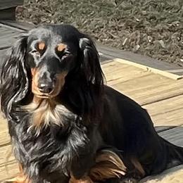 Dachshunds from Jennie McNamara