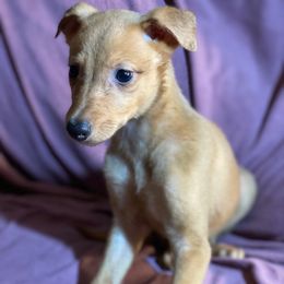 Oriana - Fawn female Greyhound puppy in Oxford, Florida from Running to Stand Still (RTSS)