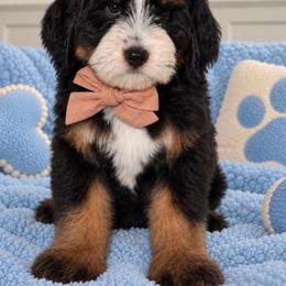Zeus - Tri-color male Bernedoodle puppy in Yuciapa, California from AlltheDoodlez_