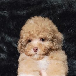 Cockapoo, Maltipoo, Morkie, and Yorkipoo Puppies from Mosaic Merle Doodles