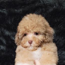 Cockapoo, Maltipoo, Morkie, and Yorkipoo Puppies from Mosaic Merle Doodles