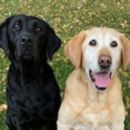 Labrador Retrievers from Louie Wilder
