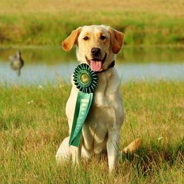 Labrador Retrievers from Bustin’ Water Kennels