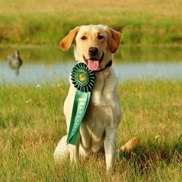 Labrador Retrievers from Bustin’ Water Kennels