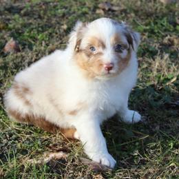 Nate - Red merle male Australian Shepherd puppy in Kansas, Oklahoma from Windy G Farm