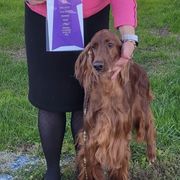 English Setters and Irish Setters from Emrock Setters