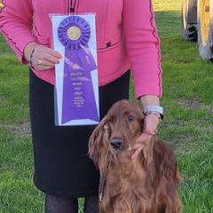 English Setters and Irish Setters from Emrock Setters